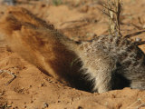 Meerkat Digs Deep After Prey