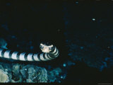 Buy Close View of a Banded Sea Snake, or Yellow-Lipped Sea Krait at AllPosters.com