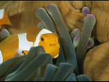 Buy False Clown Anemonefish in the Stinging Tentacles of a Sea Anemone at AllPosters.com