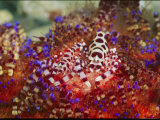 Buy Pair of Coleman's Shrimp Residing on a Fire Urchin at AllPosters.com
