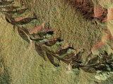Buy Close View of a Fossilized Angiosperm at AllPosters.com