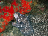 Buy Close View of a Spotted Moray Eel at AllPosters.com