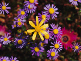 Buy Close View of Purple and Yellow Felicia Flowers at AllPosters.com
