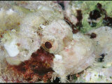 Buy Close View of the Head of a Scorpion Fish at AllPosters.com
