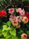 Buy Petunias and Other Wholesale Flowers are on Display For Buyers at AllPosters.com