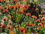 Buy Pincushion Blossoms Sparkle in the Sunlight at AllPosters.com