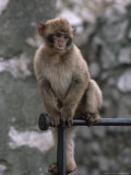 Buy Barbary Ape or Macaque at AllPosters.com