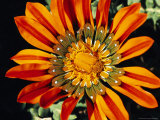 Buy South African Monkey Beetle on a Gazania Flower at AllPosters.com