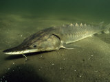 Buy Sturgeon Resting on the Sea Floor at AllPosters.com
