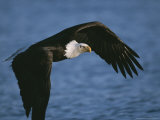 Bald Eagle in Flight