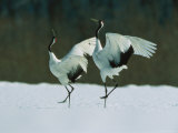 Pair of Japanese or Red-Crowned Cranes Engage in a Courtship Dance