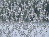 Flock of Western Sandpipers in Flight Photographic Print
