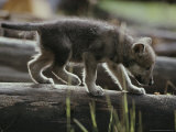 Buy Six-Week-Old Gray Wolf Pup, Canis Lupus, Walks on a Fallen Log at AllPosters.com