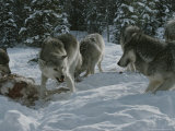 Buy The Alpha Male Gray Wolf, Canis Lupus, Holds Off the Omega Wolf at AllPosters.com