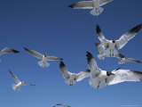 Laughing Gulls in Flight Photographic Print
