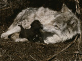 Ten-Day-Old Gray Wolf Pup, Canis Lupus, Nuzzles It's Sitter's Nose