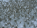 Flock of Western Sandpipers in Flight Photographic Print