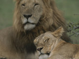 Buy African Lion and Lioness at AllPosters.com