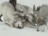 Buy Pack of Gray Wolves, Canis Lupus, Frolic in a Snowy Landscape at AllPosters.com