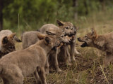Nine-Week-Old Gray Wolf Pups, Canis Lupus, Tussle with a Deer Leg