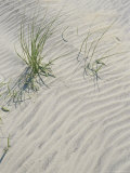 Buy Animal Tracks on the Sand Dunes at AllPosters.com