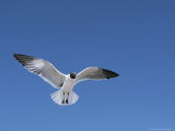 Laughing Gull in Flight Photographic Print