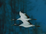 Perfect Formation of Two Japanese or Red-Crowned Cranes in Flight