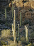 Buy Saguaro Cacti on a Hillside in Saguaro National Monument at AllPosters.com