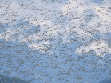 Flock of Western Sandpipers in Flight Photographic Print
