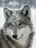 Dusting of Snow Lies on the Face of a Gray Wolf, Canis Lupus