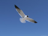 Laughing Gull in Flight Photographic Print