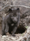 Five-Week-Old Gray Wolf Pup, Canis Lupus, Ventures Out of It's Den