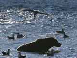 Laughing Gulls Wait to Feed on Scraps From a Grizzly's Salmon Catch Photographic Print