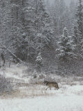 Gray Wolf, Canis Lupus, Walks in a Wintry Snow-Filled Landscape