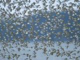 Flock of Western Sandpipers in Flight Photographic Print