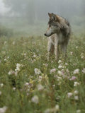 Buy Gray Wolf, Canis Lupus, Standing in a Wildflower Meadow at AllPosters.com