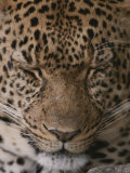 Buy Close View of a Sleeping Leopard at AllPosters.com