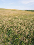 Buy Big Kill Devil Hill,A Dune Where the Wright Brothers Pioneered Flying at AllPosters.com
