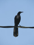 Male Common Grackle Perched on a Wire Photographic Print