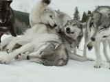 Buy Group of Gray Wolves, Canis Lupus, Rally Together at AllPosters.com