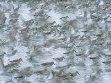 Flock of Western Sandpipers Scurry Across the Copper River Flats Photographic Print