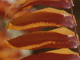 Buy Close View of Sumac Leaves, Rhus Species, in Autumn Colors at AllPosters.com