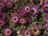Buy Close View of Livingstone Daisies at AllPosters.com
