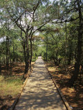 Buy Boardwalk in the Woods at a Wild Horse Reserve at AllPosters.com