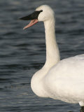 Close View of a Trumpeter Swan Photographic Print