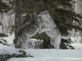 Buy Couple of Gray Wolves, Canis Lupus, Play in a Wintry Landscape at AllPosters.com