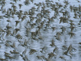 Flock of Western Sandpipers in Flight Photographic Print