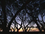 Bay and Oak Trees Silhouetted at Sunrise Photographic Print