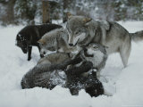 Buy Group of Gray Wolves, Canis Lupus, Rally Together in a Snowy Scene at AllPosters.com