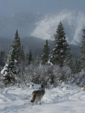 Gray Wolf, Canis Lupus, Passes Through a Snowy Mountain Landscape